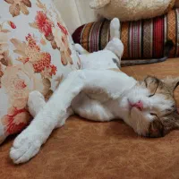 سه عدد گربه عقیم شده واکسناسیون کامل 6ماه واگذاری|گربه|پرند, فاز ۶|دیوار