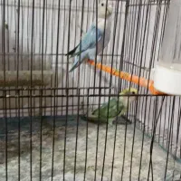 طوطی کوتوله مولد معاوضه با بز و بزغاله