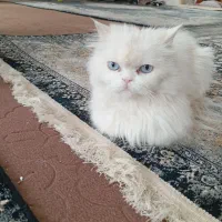 گربه پرشین|گربه|گناباد, |دیوار