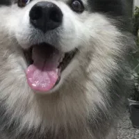 سگ اصل مالاموت ۱۴ ماه داره