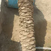 چوپ نخل مخصوص صندلی نوو