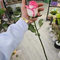 گل بارانا