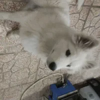 توله سامویید اصلی