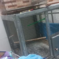 قفس بزرگ|لوازم جانبی حیوانات|شیراز, شهرک بهار|دیوار