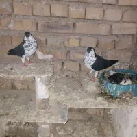 جفت ساده افشون پر خال