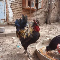خروس لاکنزی