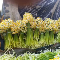 پیاز گل نرگس شهلا|گل و گیاه طبیعی|خفر, |دیوار