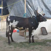 گاو.گاوگوساله ماده