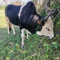 ورزا گاونر چالوسی عروسک