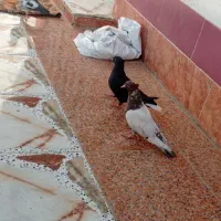 کبوتر رنگی|پرنده|چمستان, |دیوار