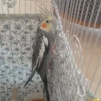 عروس هلندی|پرنده|کرج, شهرک شیخ سعدی|دیوار