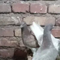 کبوتر|پرنده|مرند, |دیوار