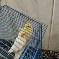 فروش عروس هلندی|پرنده|کلاله, |دیوار