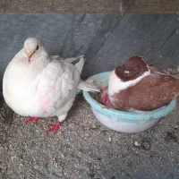 کبوتر زینتی کینگ