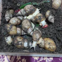 حلزون|خزنده|زاهدان, |دیوار