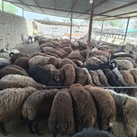 توجه (فروش دام زنده پرورش با علف بیابان عشایری)|حیوانات مزرعه|مشهد, امامیه (شهرک غرب)|دیوار