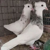 طوقی