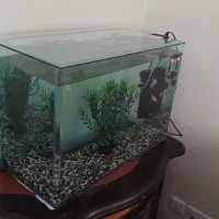 آکواریوم|ماهی|قدس, شهر‌قدس|دیوار