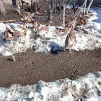 جوجه گوشتی|حیوانات مزرعه|مشگین شهر, |دیوار