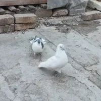 دمگیر خرقه سینه واز تهرونی|پرنده|ابریشم, |دیوار