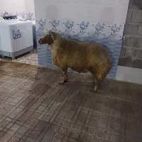 گوشت دنبه گوسفندی