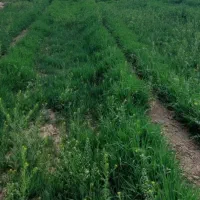 550-متر-زمین-باغی-خاورشهرمتری2-ملیون