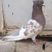 کبوتر کله ای|پرنده|فیروزآباد (فارس), |دیوار