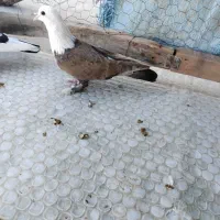 کبوتر کربلایی