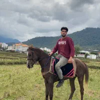 اسب عرب|اسب و تجهیزات اسبسواری|رشت, منظریه|دیوار