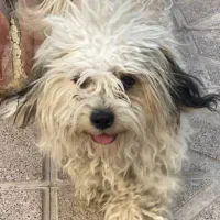 واگذاری شیتزو|سگ|سراب, |دیوار