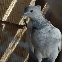 سینه کله بزک سینه سفید پاکستانی|پرنده|شیراز, کوشک میدان|دیوار