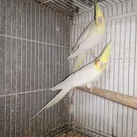 عروس هلندی با جوجه