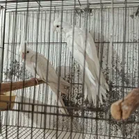 طوطی عروس مولد