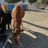 کره اسب فروشی|اسب و تجهیزات اسبسواری|دزپارت, |دیوار