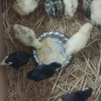 جوجه بوقلمون