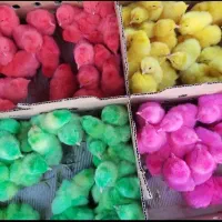 جوجه رنگ و اردک|حیوانات مزرعه|مشهد, محمدآباد|دیوار