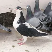 چپ سیا درشت پرشی ماده|پرنده|چناران, |دیوار