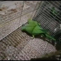 طوطی2جفت ملنگو