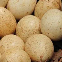 فروش تخم نطفه دار بوقلمون برنز امریکا تضمینی