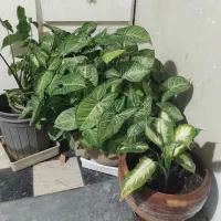 گل وگلدان|گل و گیاه طبیعی|تهران, سردارجنگل|دیوار