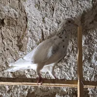کبوتر قزوینی|پرنده|ساوه, |دیوار