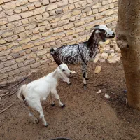 بزه ماده