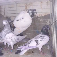 کفتر پرشی