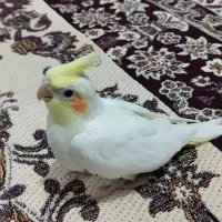 جوجه عروس سرلاکی