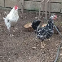 مرغ و خروس گلین