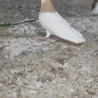 ساری کلفه