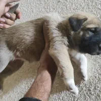 ۳ عدد سگ سرابی سطح یک|سگ|بندرعباس, |دیوار