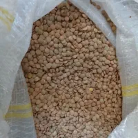 عدس درشت بومی