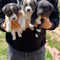 توله اشپیتز