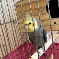 ۱ جفت عروس هلندی مولد با قفس نر سخنگو|پرنده|مشکیندشت, |دیوار